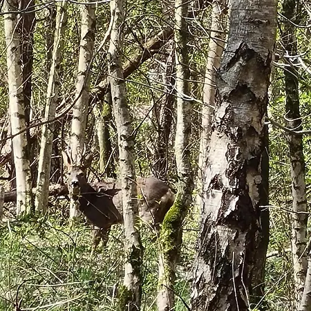 Bed & Breakfast Hof 3*